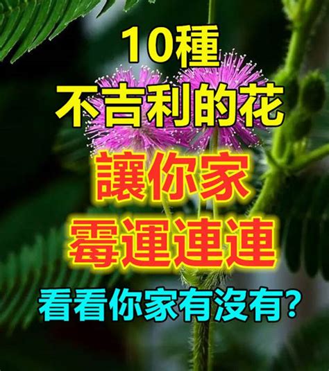 10種不吉利的花